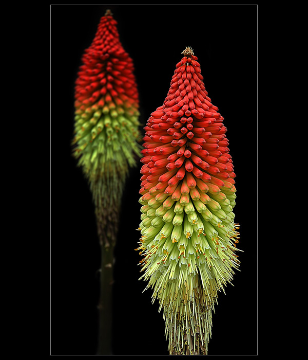 Kniphofia