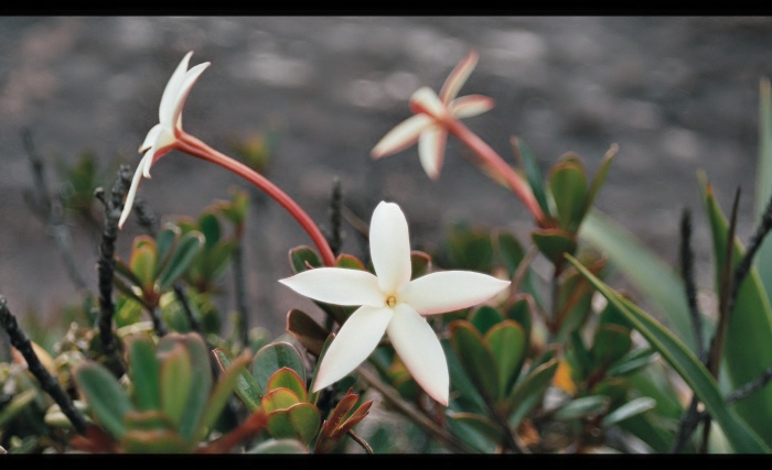 Flora Roraimy - Venezuela