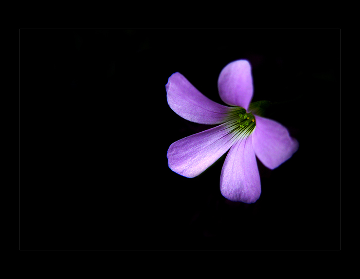 violet