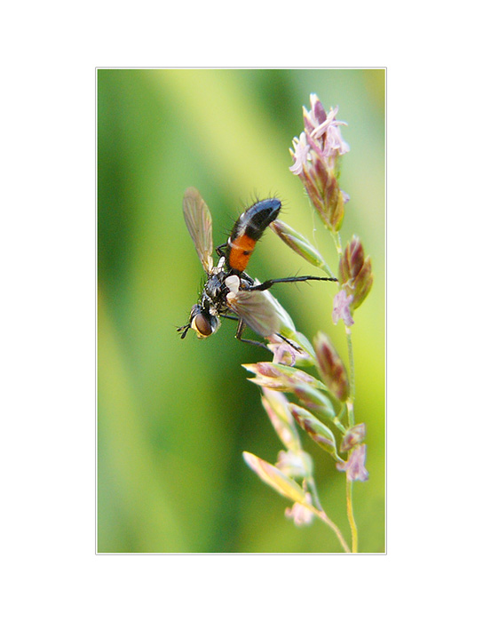 bzzzzzzzzzzz