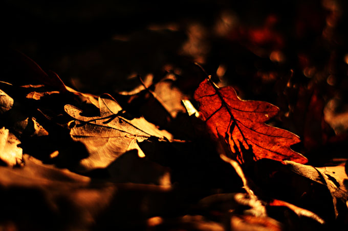 =leaves=