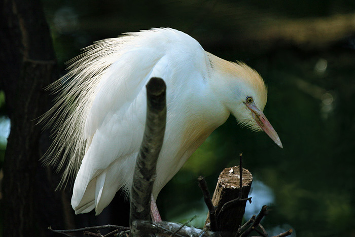 Volavka rusohlavá (Bubulcus ibis ibis)