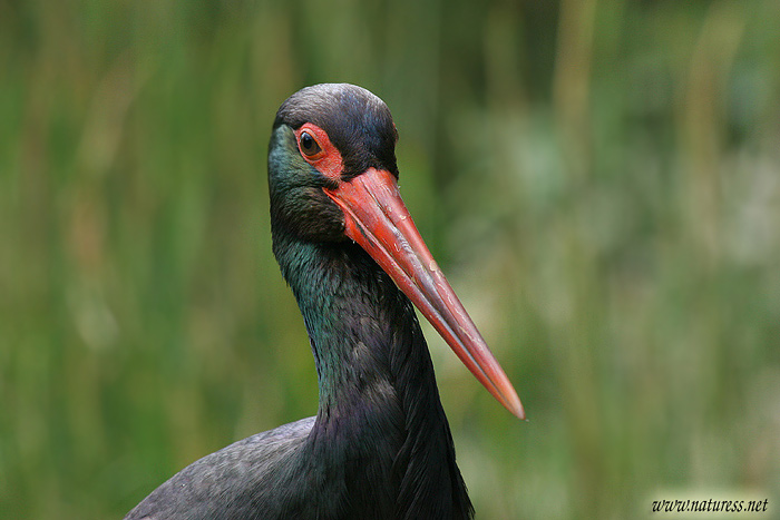 Čáp černý (Ciconia nigra)