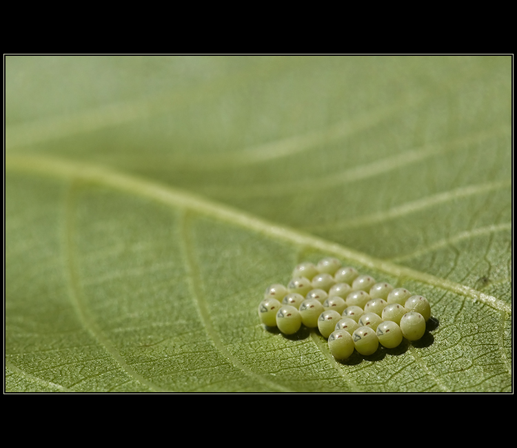 Insect Pool Championship