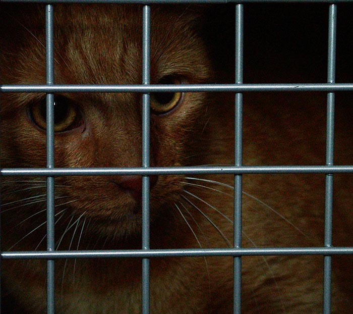 Před návštěvou veterináře