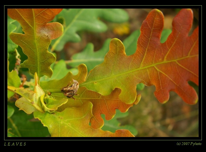 [ LEAVES ]
