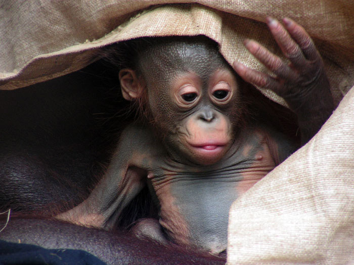 Naděje - miminko orangutana bornejského