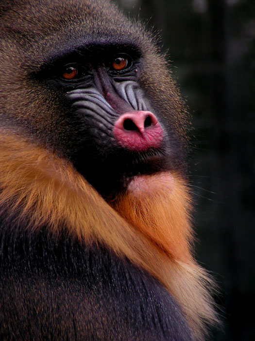 Mandril rýholící (Mandrillus sphinx) - samice