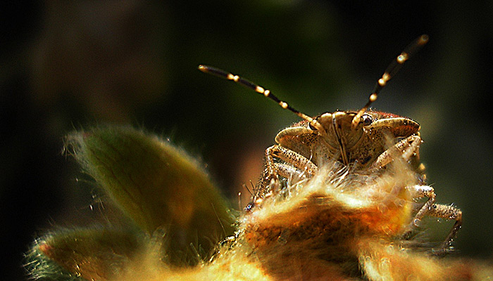 Nechtěj mě naštvat, nebo tě sežeru!