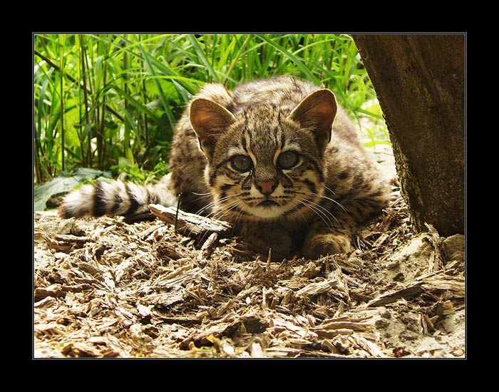 Ocelot
