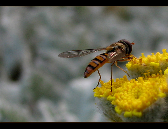 Polib mi pr... mám hlad....