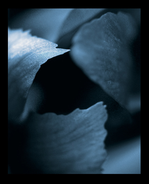 Blue Dream