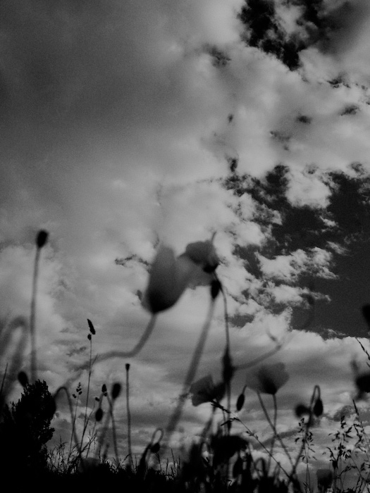 Nevädze, kúkoľ, vlčie maky...