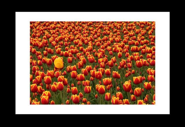 Tulipány