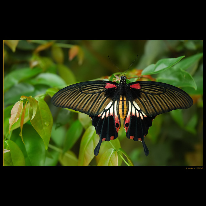 papilio rumanzovia...