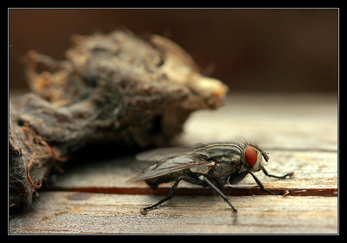 Jak se moucha na hlodavci přiživila