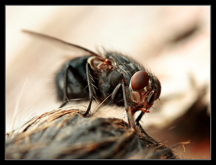 Jak se moucha na hlodavci přiživila II.