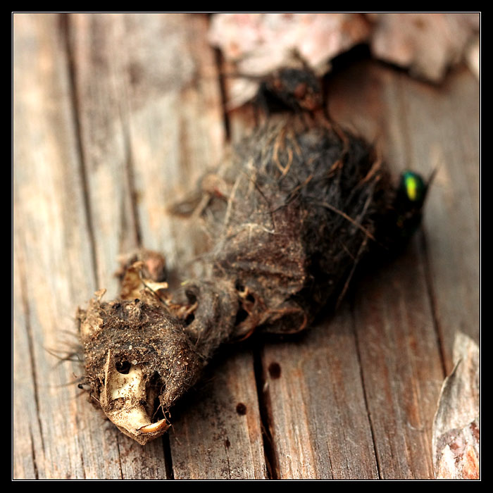 Jak se moucha na hlodavci přiživila III.