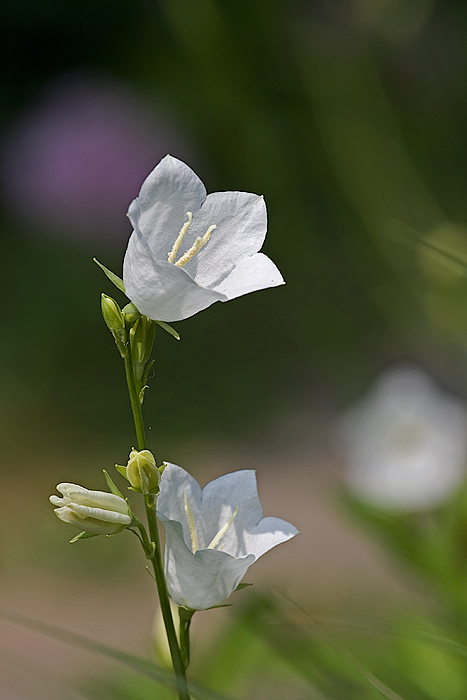 halooo, je tam někdo... :)