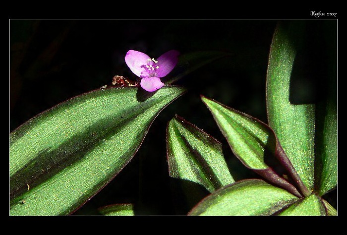 Kvetoucí Zebrina pendula