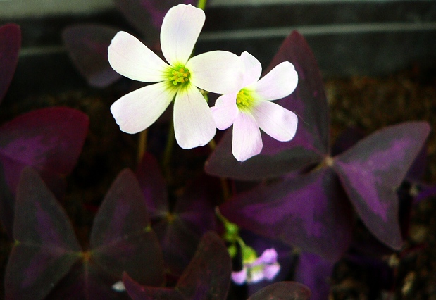 Oxalis purpurata