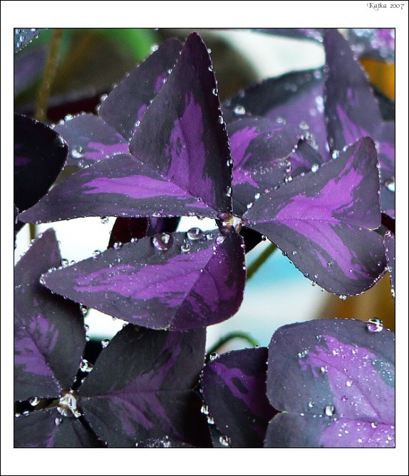 Oxalis purpurata po druhé