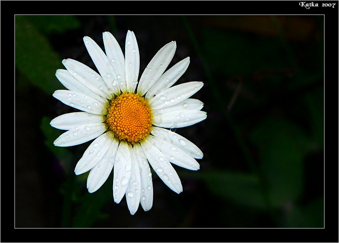 Kopretina po dešti...