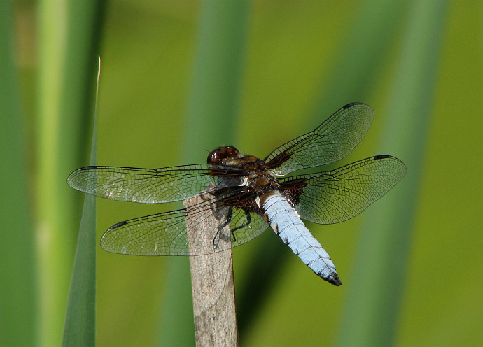 vážka ploská (Libellula depressa)