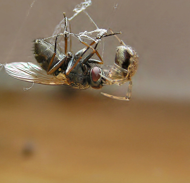 Oběd aneb smrt v oku ...