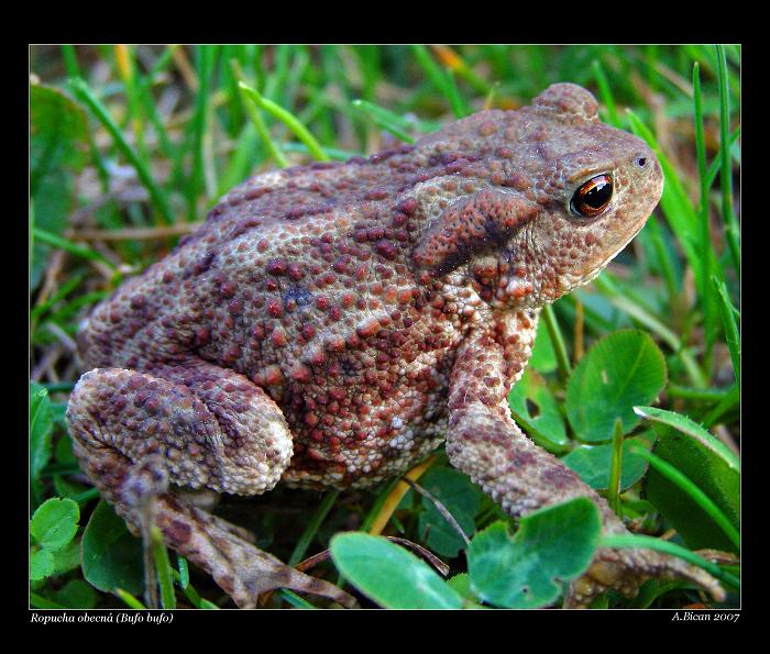 .: Ropucha obecná (Bufo bufo) :.