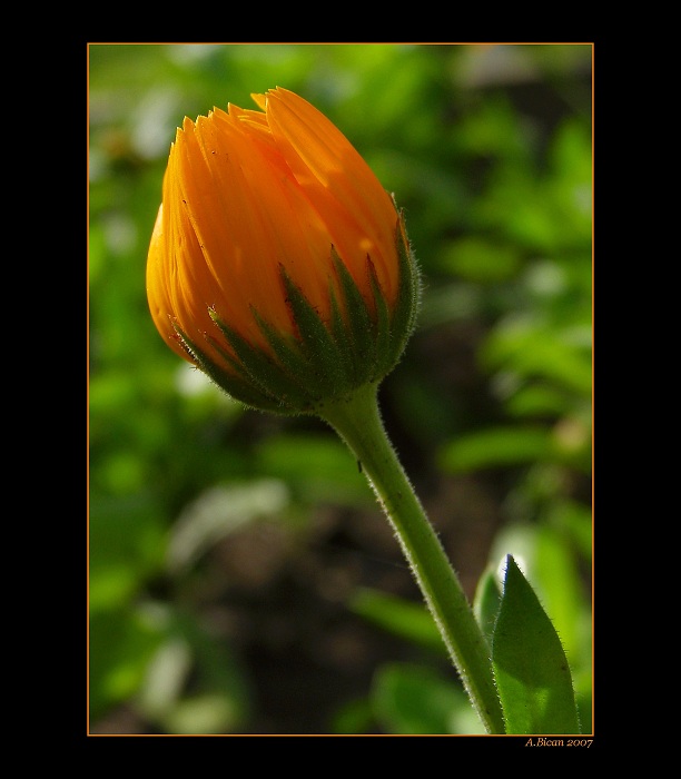 .: Orange :.