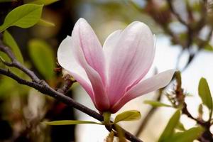 Magnolia