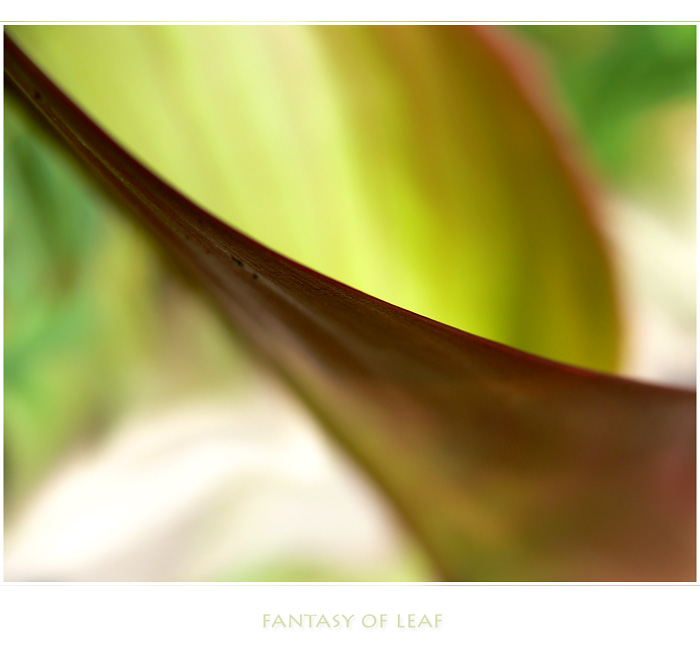 FANTASY OF LEAF