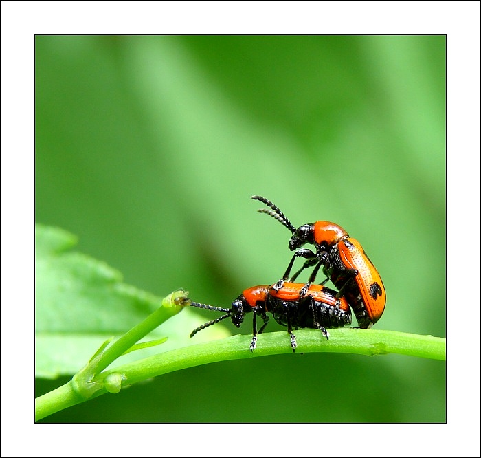 Ze života brouka...I