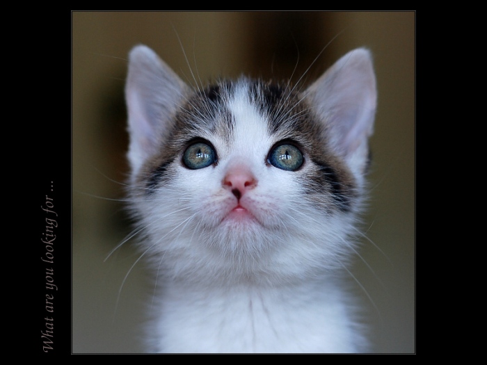 CAT PORTRAIT II