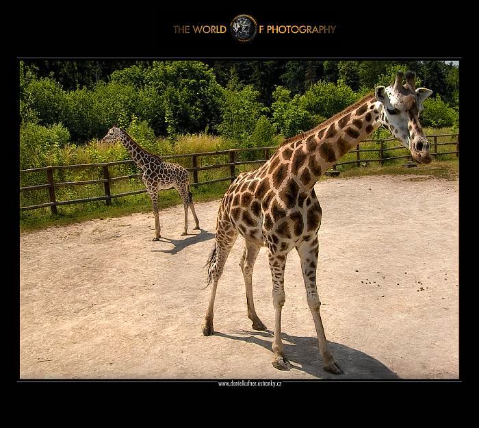 ZOO
