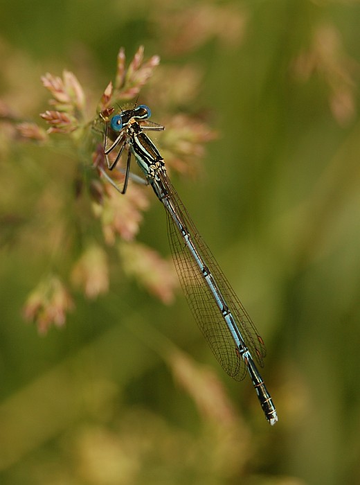 Šídlo modré (Aeshna cyanea)
