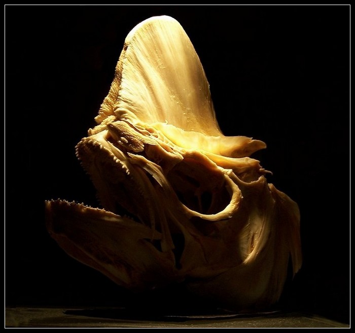 Lebka Koryfény velké (Coryphaena hippurus)