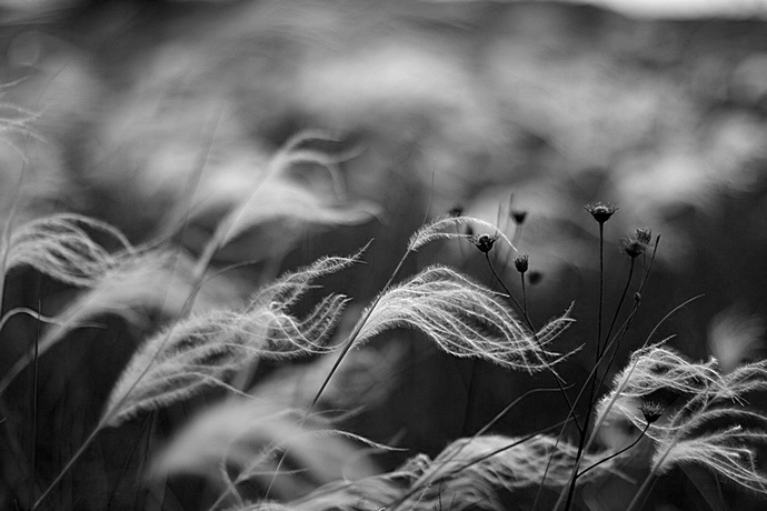 stipa