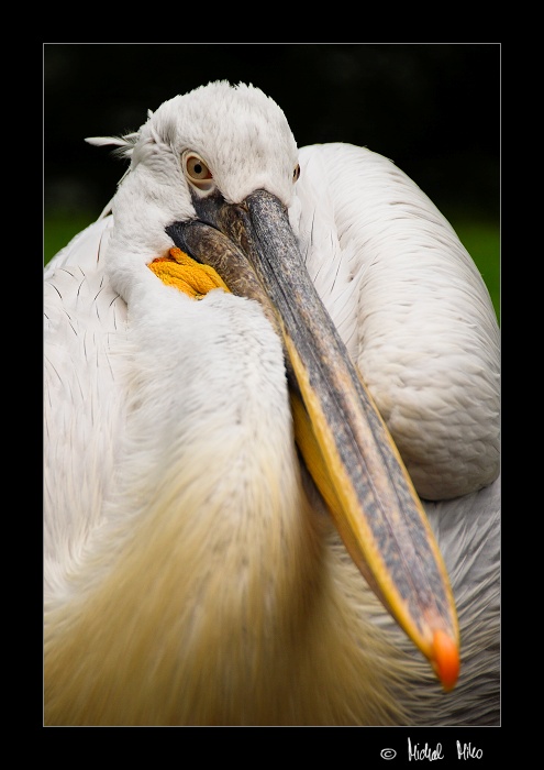 Pelikán kadeřavý (Pelecanus crispus)