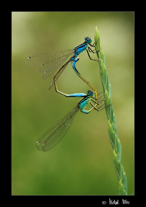 Šidélka šíroskvrnná (Agrion pulchellum)