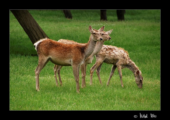 Odpoledne se srnami