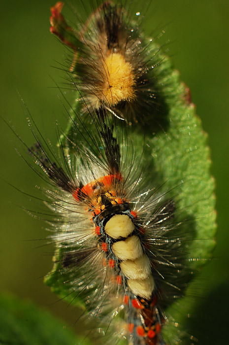 CHLPAŃA