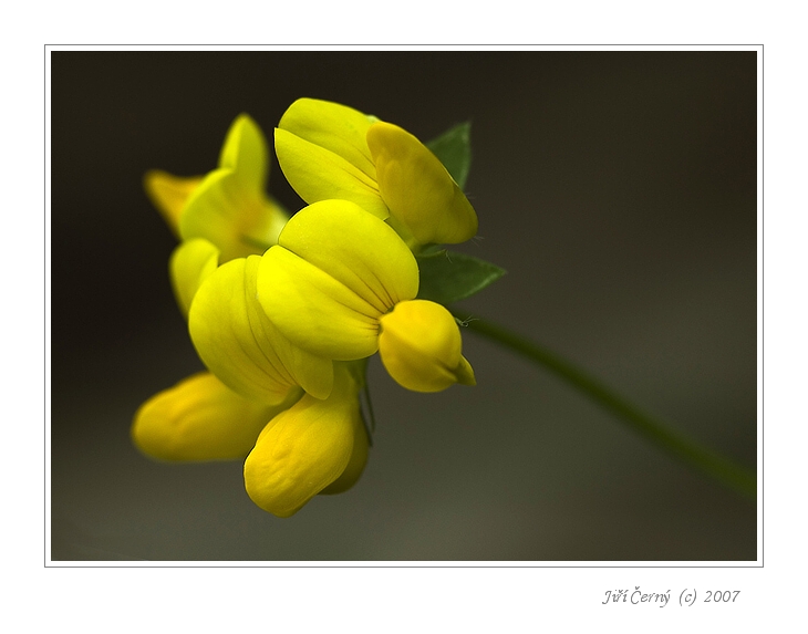 Žluté mámení ....