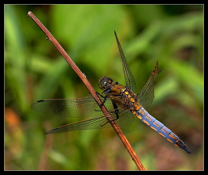 Vážka černořitná