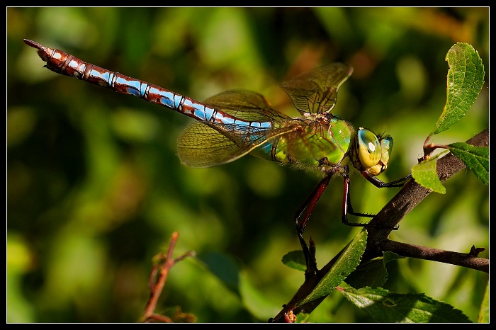 Anax imperator (Šídlo královské)