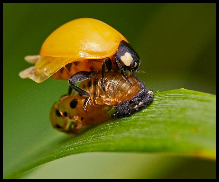 Sakra....tečky jsem nechala v pyžamu