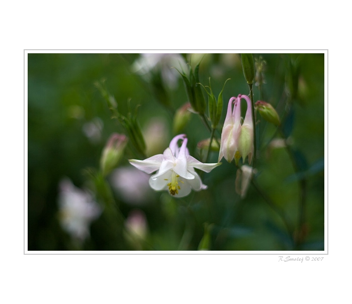 Nosegay out of my dream