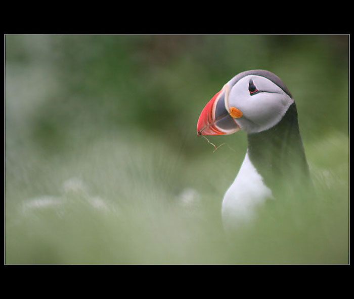 Puffin