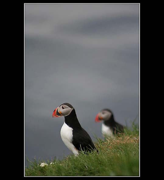 Puffini